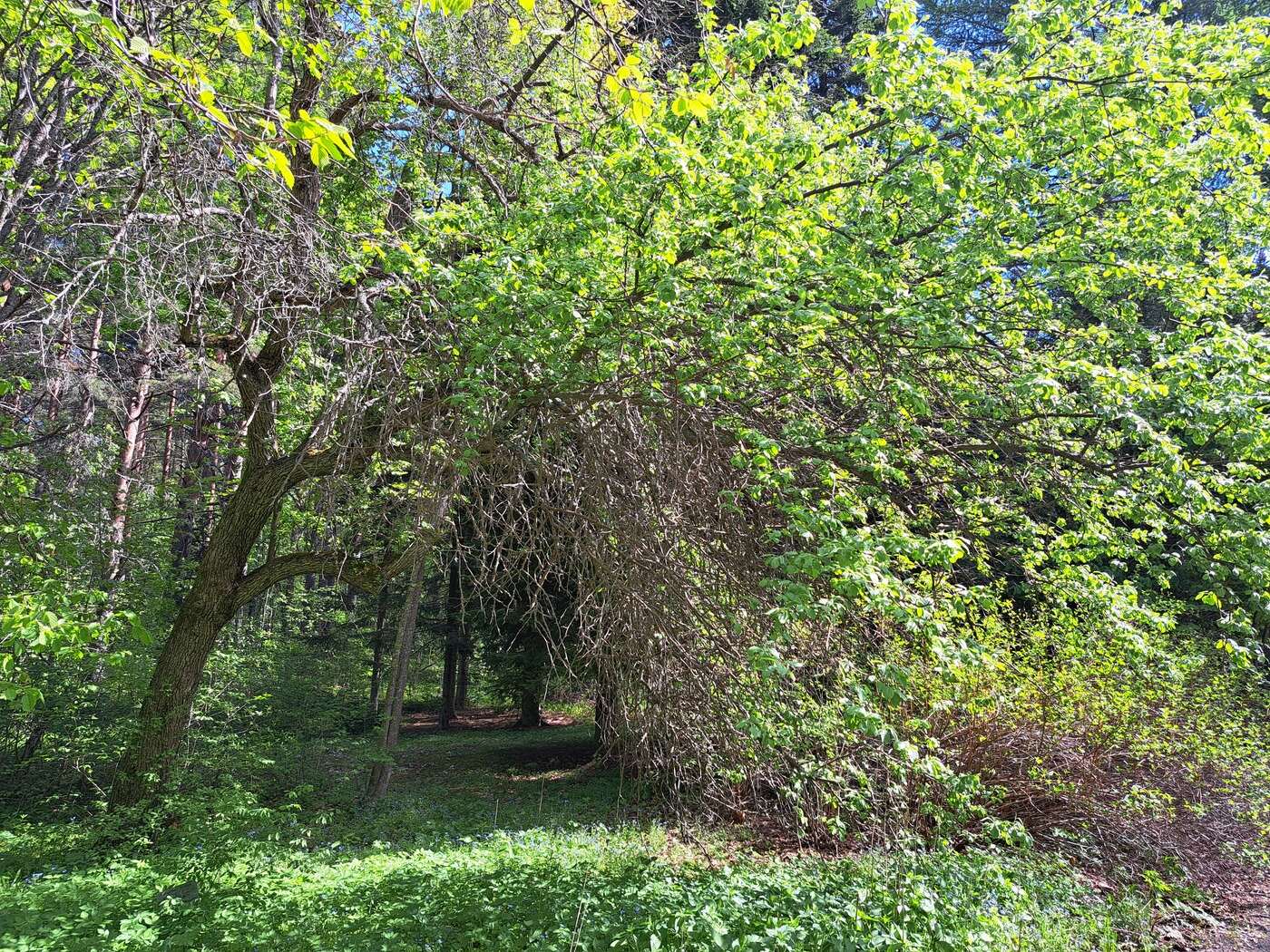 Изображение особи Malus sylvestris.