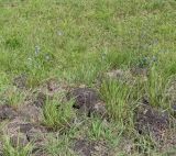 Cichorium intybus. Цветущие растения. Чили, обл. Valparaiso, провинция Isla de Pascua, западная часть острова, ahu Akivi, сообщество травянистых растений. 12.03.2023.