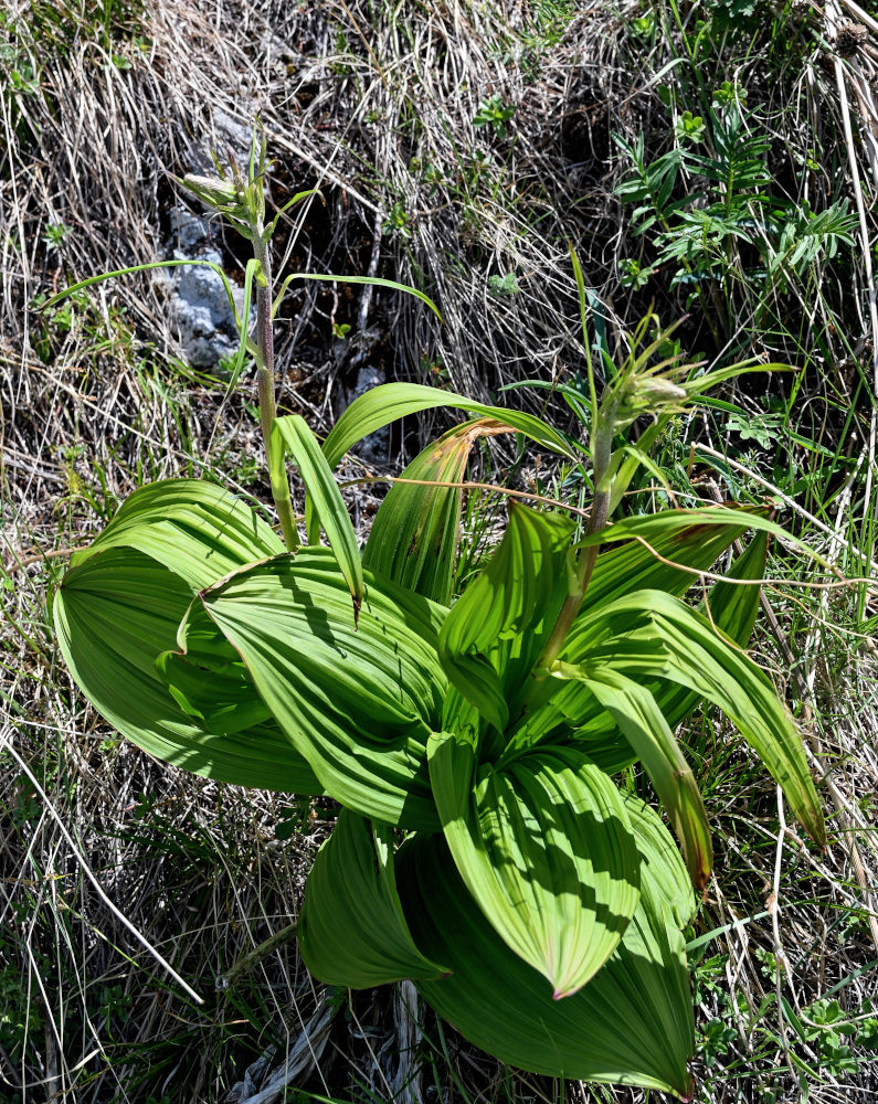 Image of Veratrum nigrum specimen.