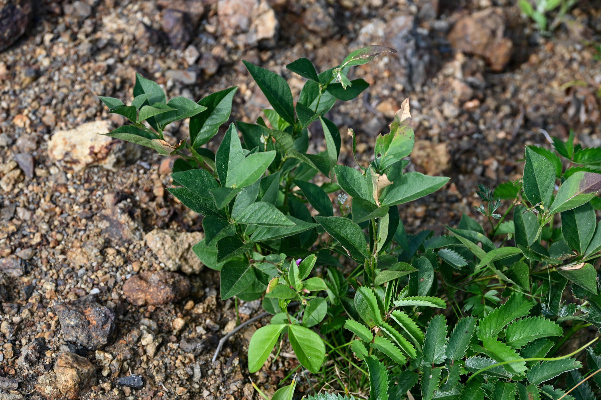 Image of Vicia unijuga specimen.