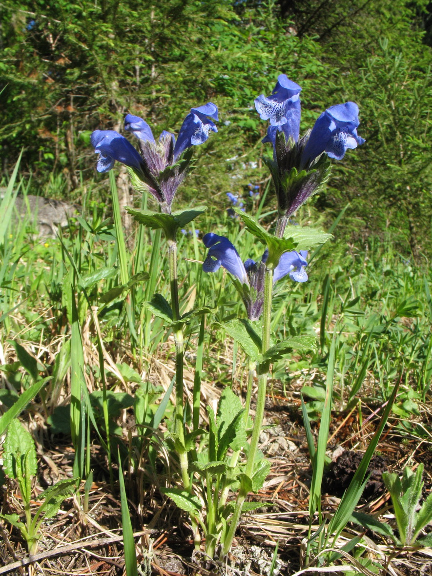 Image of Dracocephalum grandiflorum specimen.