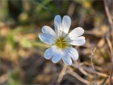 familia Caryophyllaceae. Цветок. Мурманская обл., п-ов Средний, побережье Большой Волоковой губы, разнотравный приморский луг. 12.07.2023.