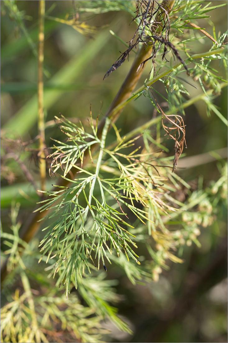 Image of Artemisia abrotanum specimen.