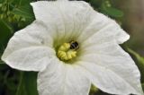 Coccinia grandis. Часть цветка с фуражирующей пчелой. Таиланд, Бангкок, Донмыанг, жилой квартал, у забора, в культуре. 11.09.2023.