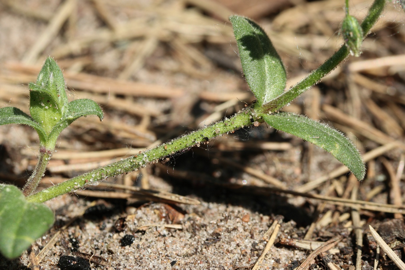 Image of Cerastium semidecandrum specimen.