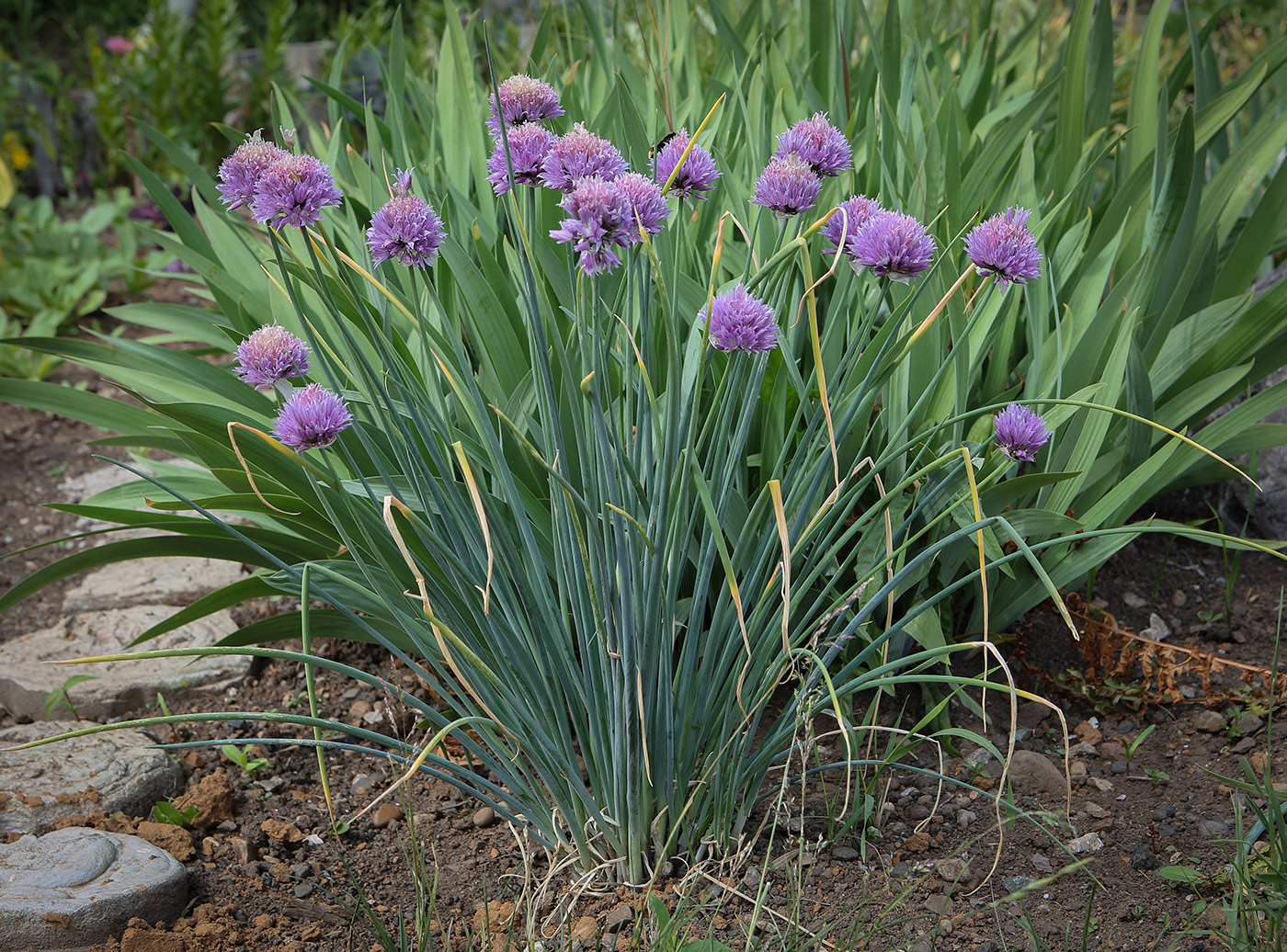 Изображение особи Allium schoenoprasum.