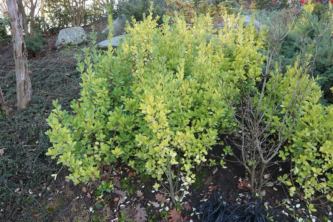 Image of Euonymus japonicus specimen.