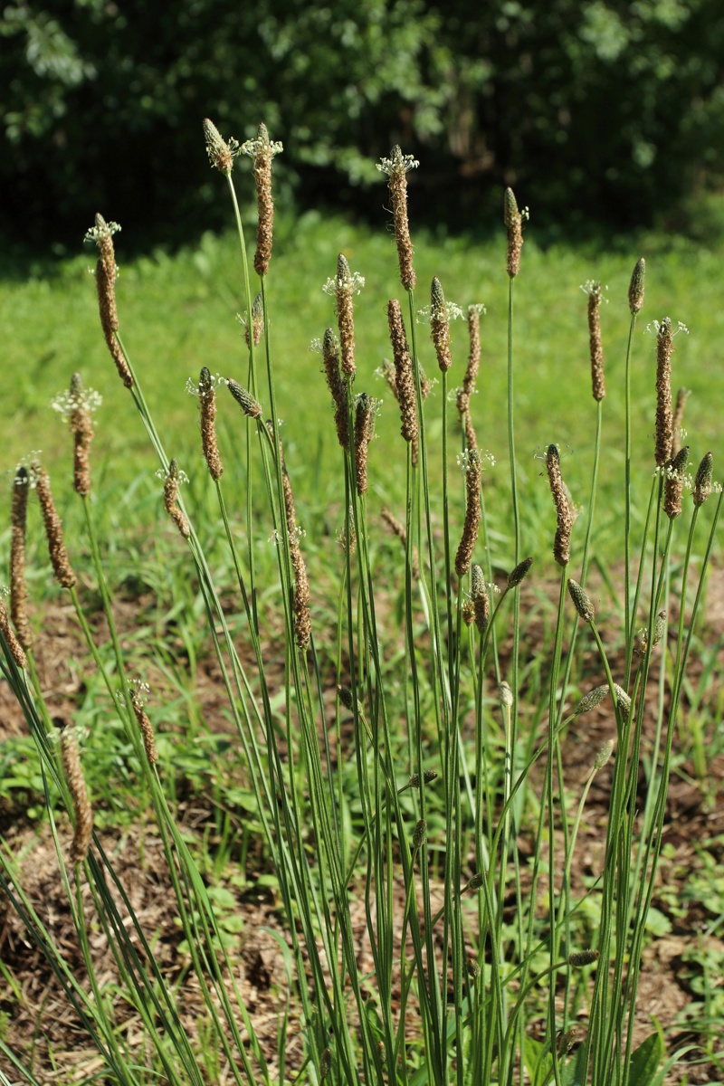 Image of Plantago lanceolata specimen.