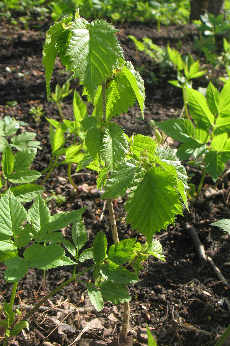 Image of Corylus colurna specimen.