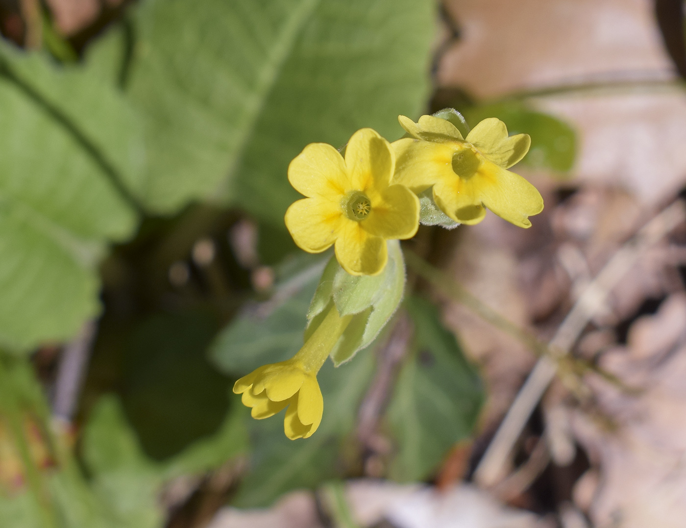 Image of Primula veris specimen.