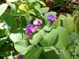 Lathyrus humilis. Цветки и листья. Хабаровский край, окр. г. Комсомольск-на-Амуре, кедрово-широколиственный лес. 26.05.2024.