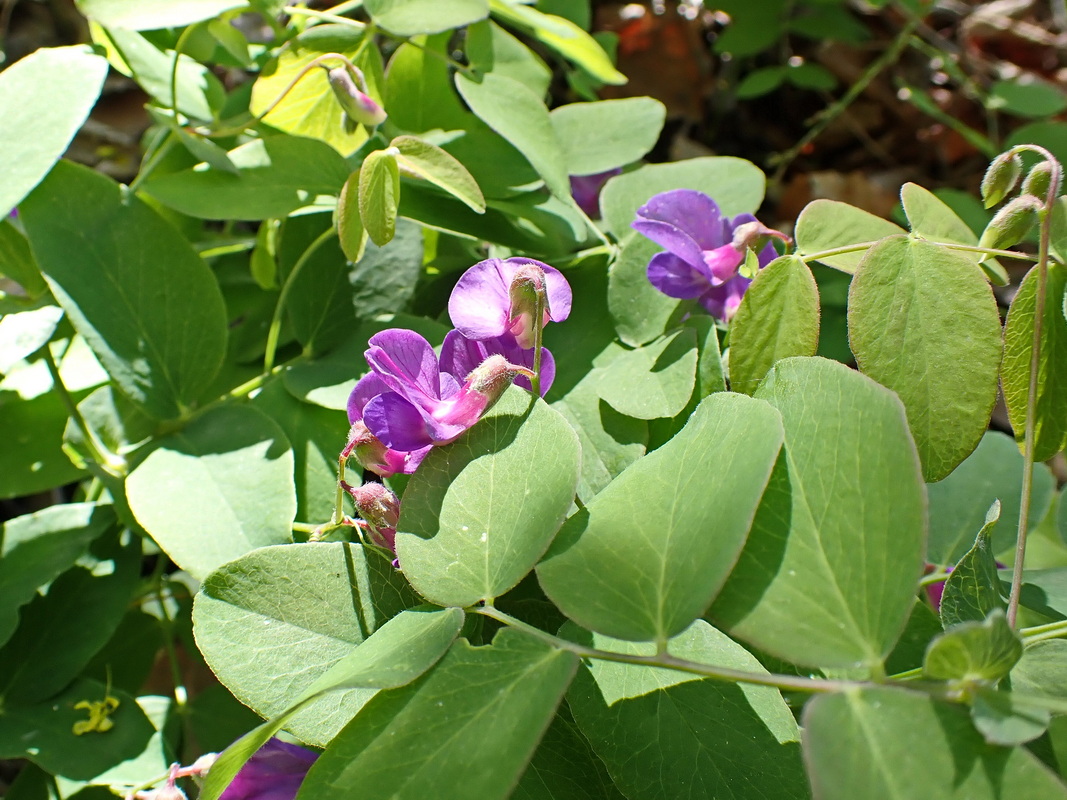 Image of Lathyrus humilis specimen.