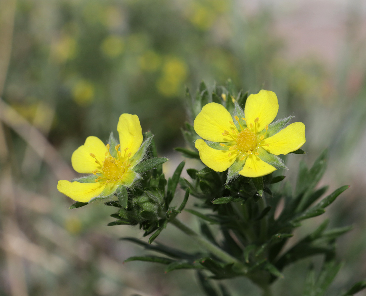 Изображение особи Potentilla argentea.