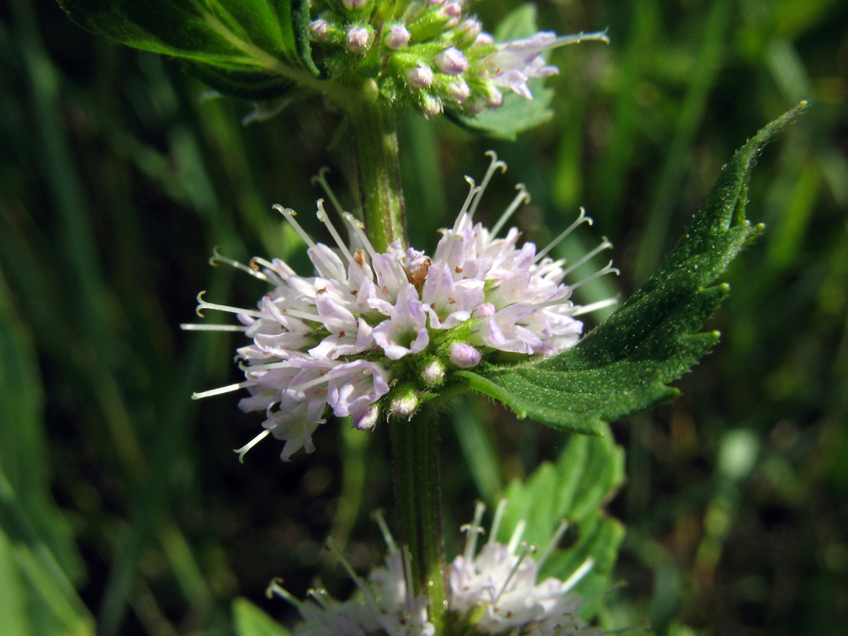 Изображение особи Mentha arvensis.