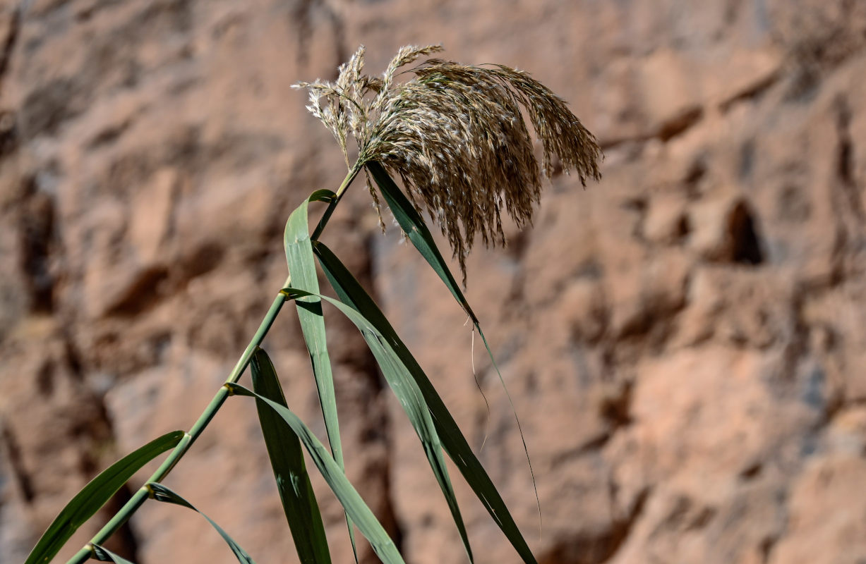 Изображение особи Phragmites australis.