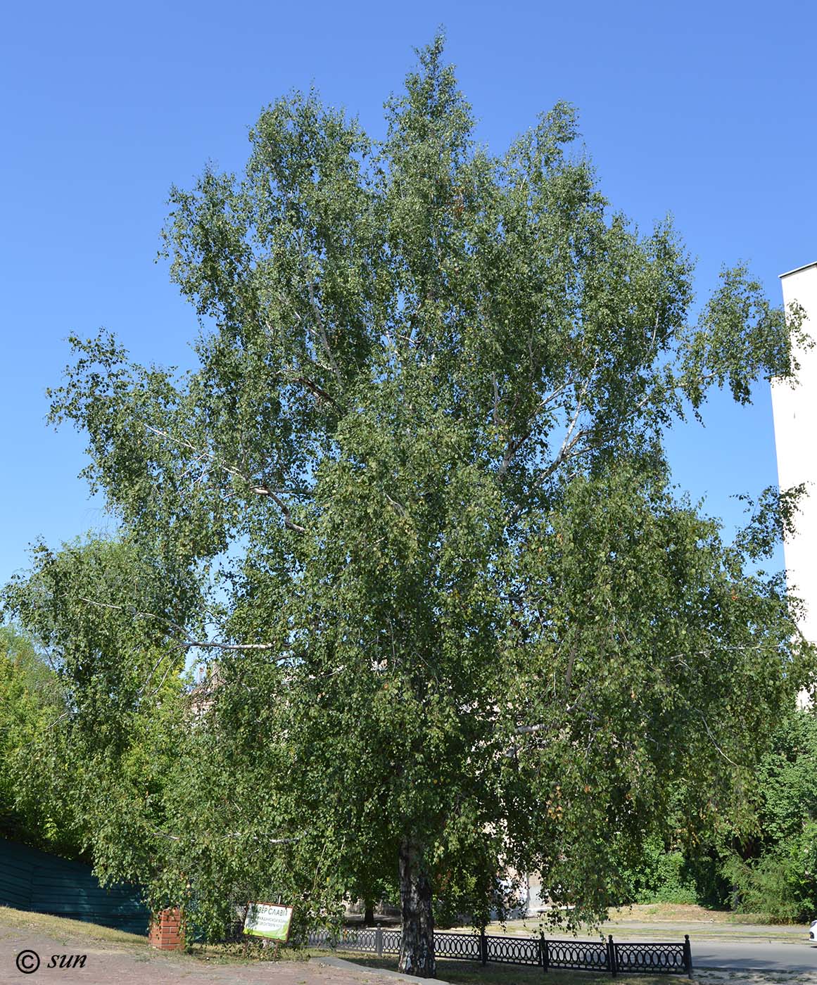 Изображение особи Betula pendula.