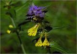 Melampyrum nemorosum. Соцветие. Московская обл., Раменский р-н, окр. ж.-д. платформы Хрипань, просека под ЛЭП, опушка, разнотравье. 09.06.2024.