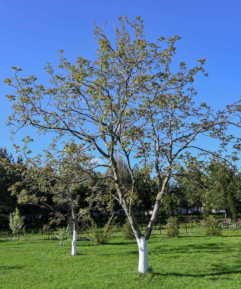 Изображение особи Juglans regia.