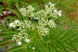 Sambucus ebulus