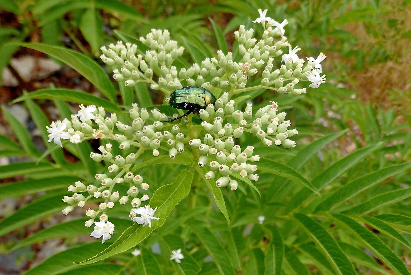 Image of Sambucus ebulus specimen.