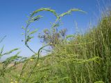 Asparagus litoralis. Верхушка цветущего растения. Краснодарский край, м/о Анапа, окр. станицы Благовещенская, Витязевский лиман, степь на берегу лимана. 14.05.2016.