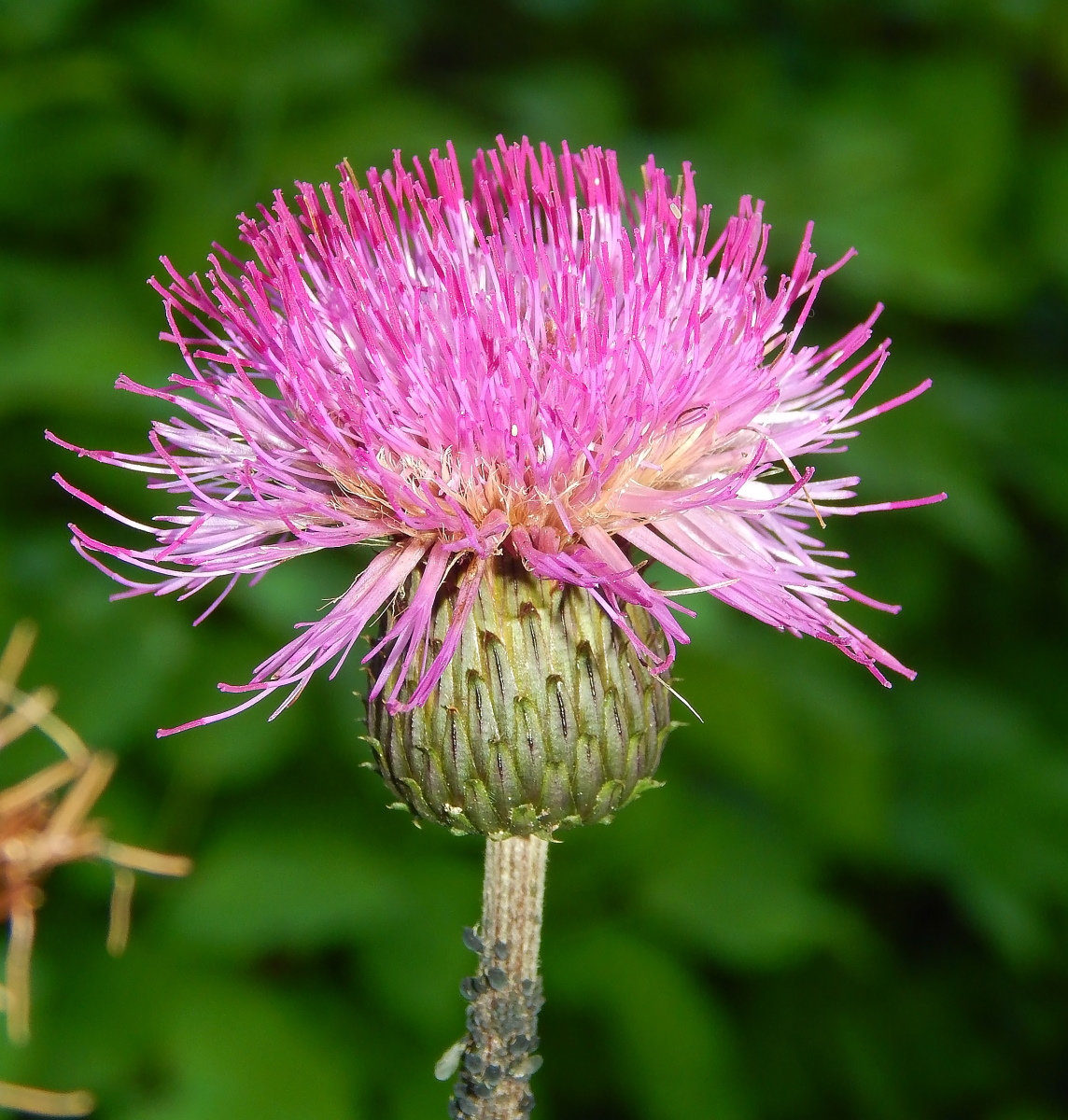 Image of Cirsium heterophyllum specimen.