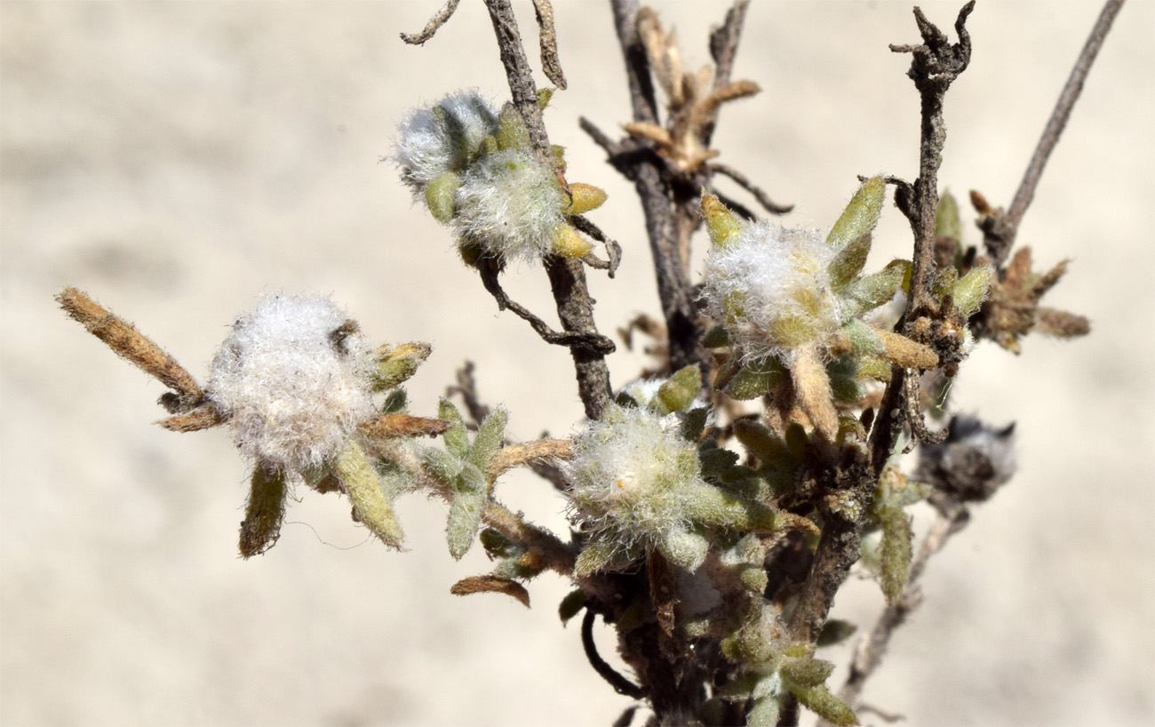 Изображение особи семейство Chenopodiaceae.