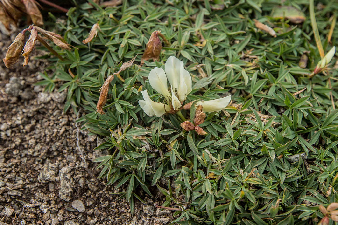 Image of Trifolium polyphyllum specimen.