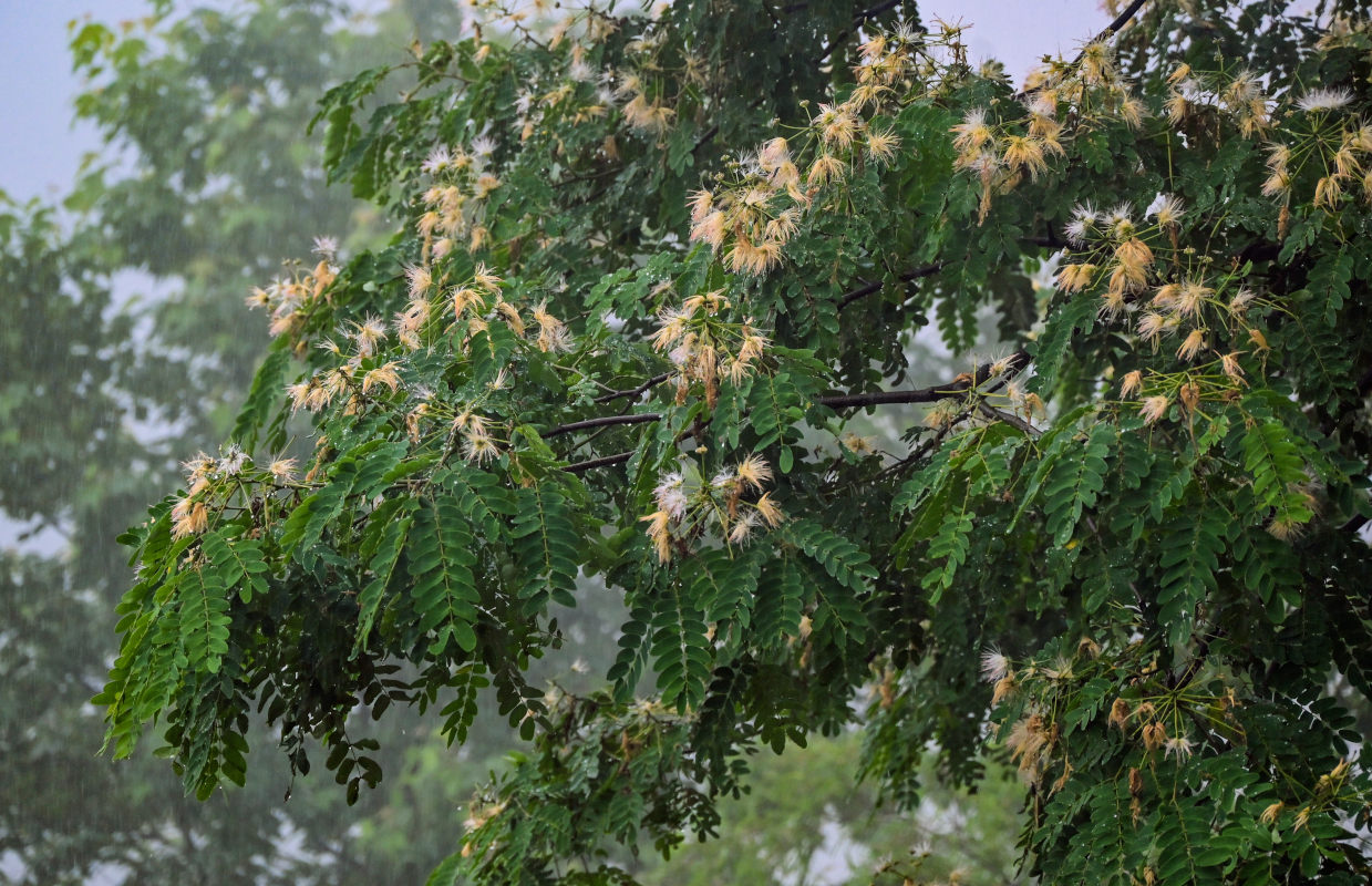 Image of Albizia kalkora specimen.