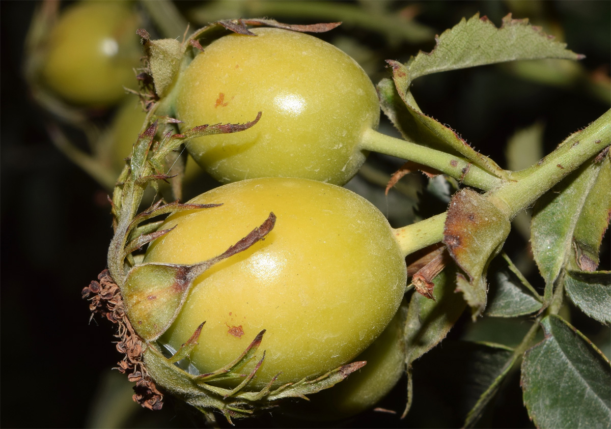 Image of Rosa canina specimen.