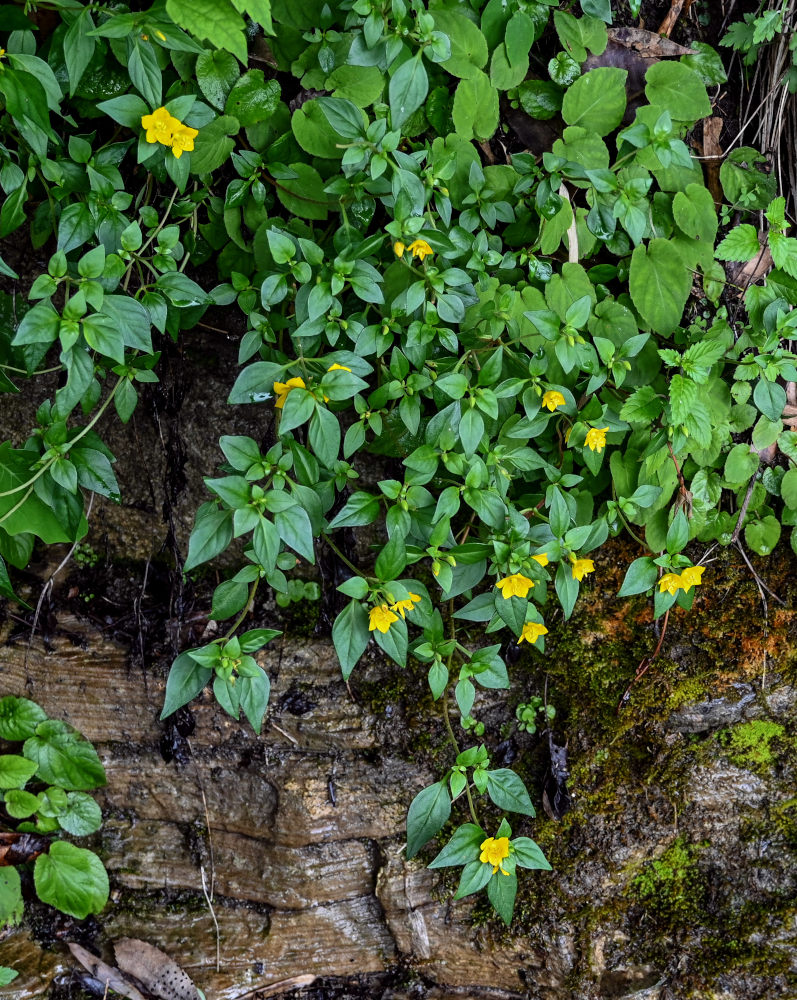 Изображение особи род Lysimachia.