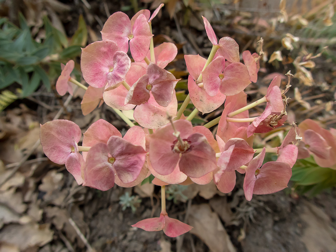 Image of Euphorbia rigida specimen.