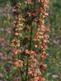 Rumex acetosa. Часть соцветия. Магаданская обл., г. Магадан, мкр-н Солнечный, около технического водохранилища Магаданской ТЭЦ, разнотравный склон. 27.07.2024.