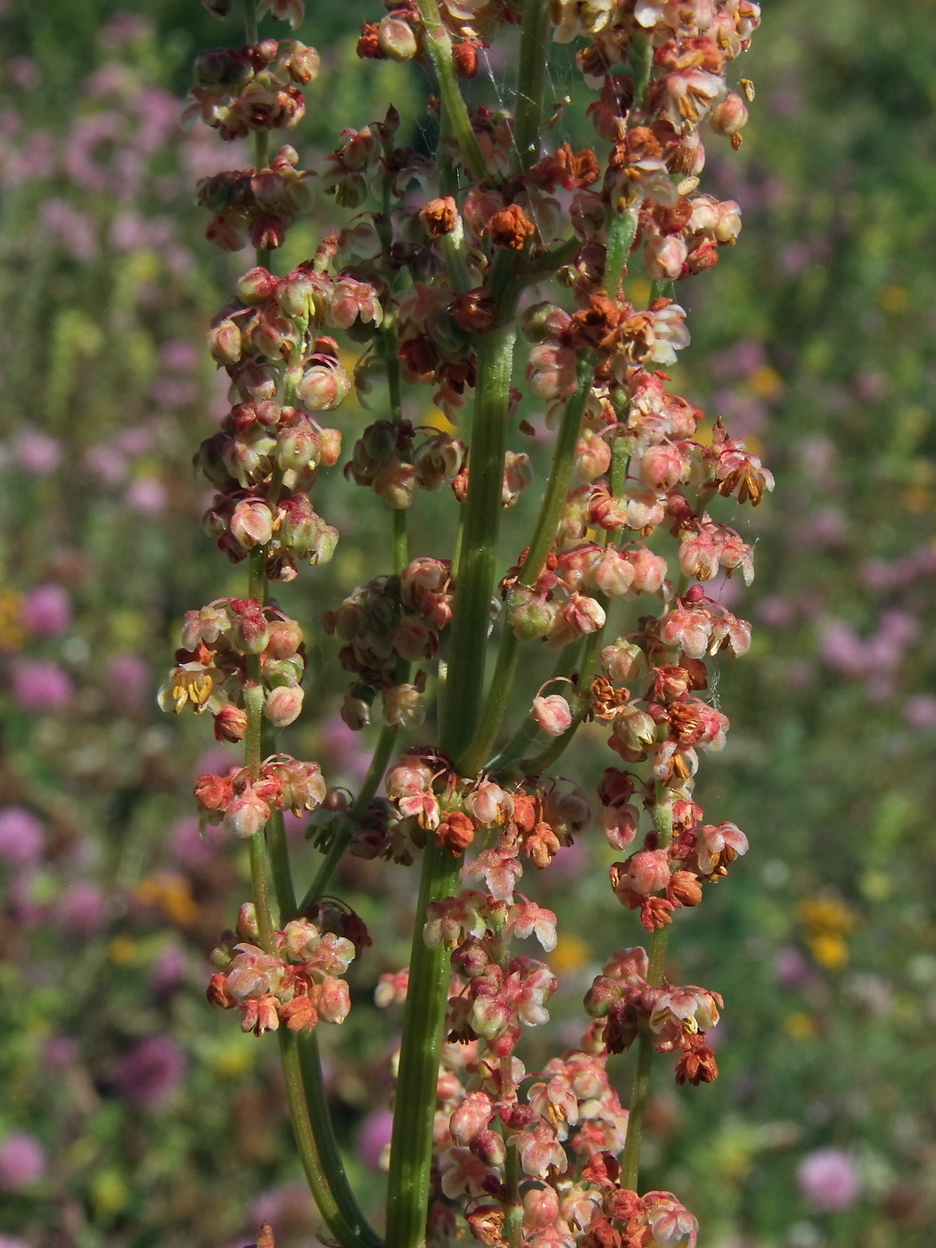 Изображение особи Rumex acetosa.