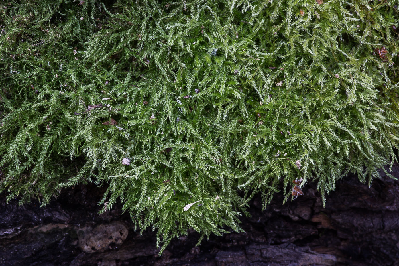 Изображение особи семейство Brachytheciaceae.