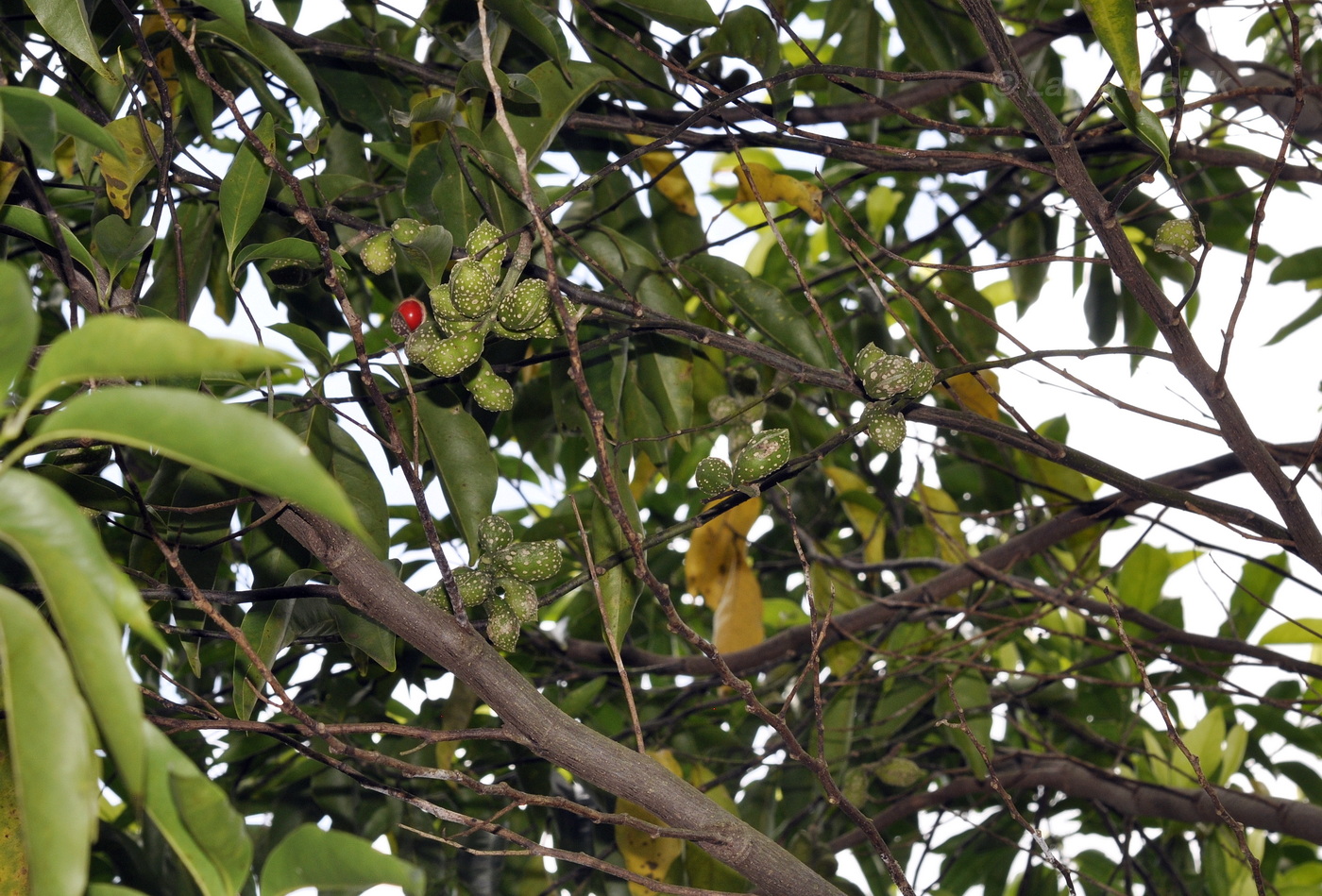 Image of Michelia champaca specimen.