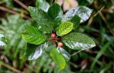 Frangula alnus. Верхушка ветви с незрелыми плодами. Московская обл., Волоколамский гор. округ, дол. р. Каменка, смешанный лес. 17.08.2024.