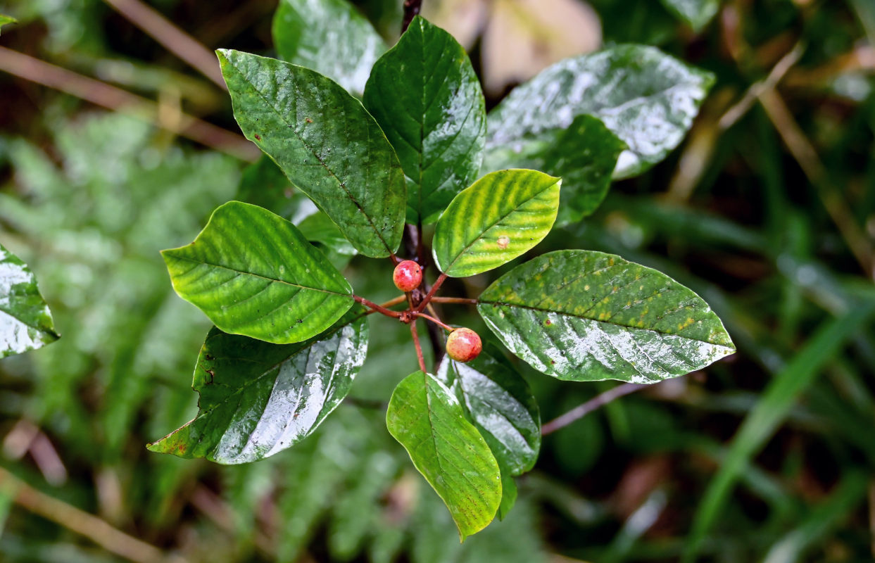 Image of Frangula alnus specimen.