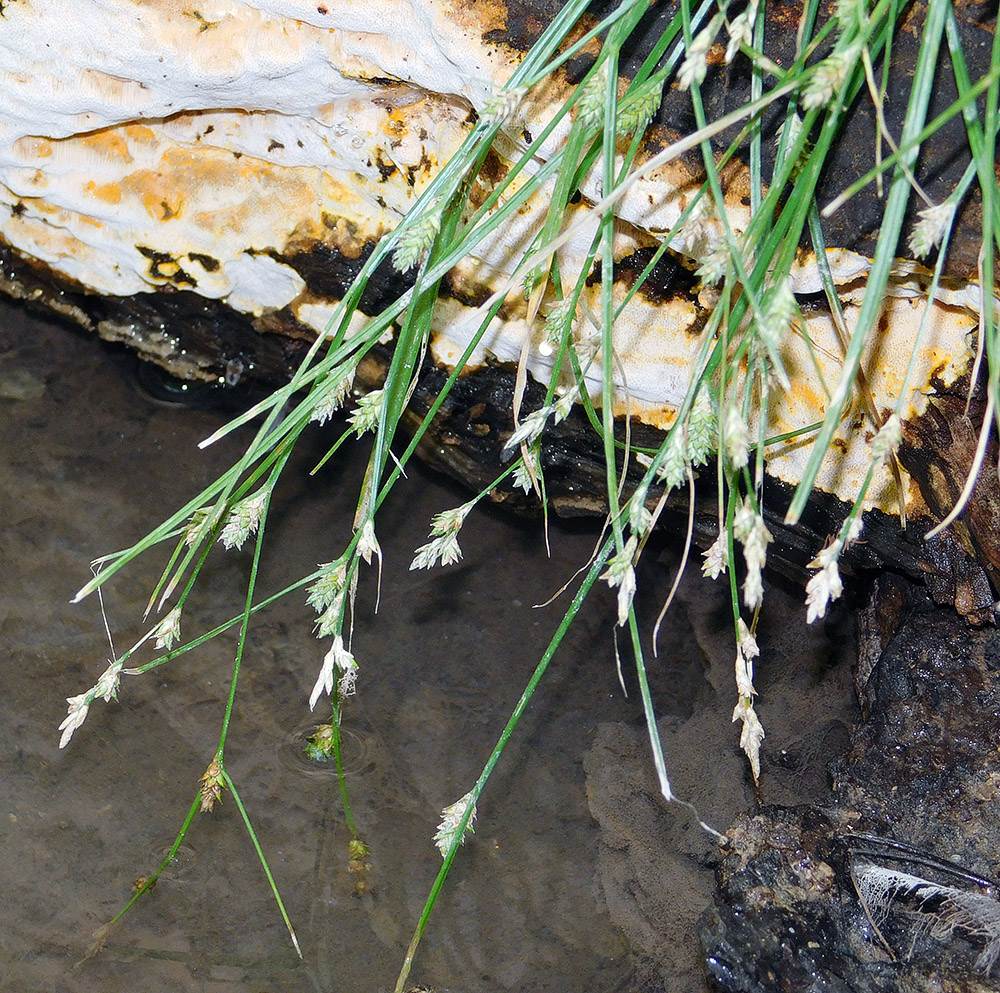 Image of Carex remota specimen.