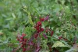Blitum virgatum