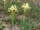 Iris pumila. Цветущие растения. Краснодарский край, Крымский р-н, окр. станицы Неберджаевская, задернованное скальное обнажение на месте старого заросшего карьера. 02.04.2025.