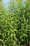 Solidago canadensis. Средние части побегов цветущих растений. Беларусь, Витебская обл., окр. пос. Езерище, суходольный луг. 27.08.2024.