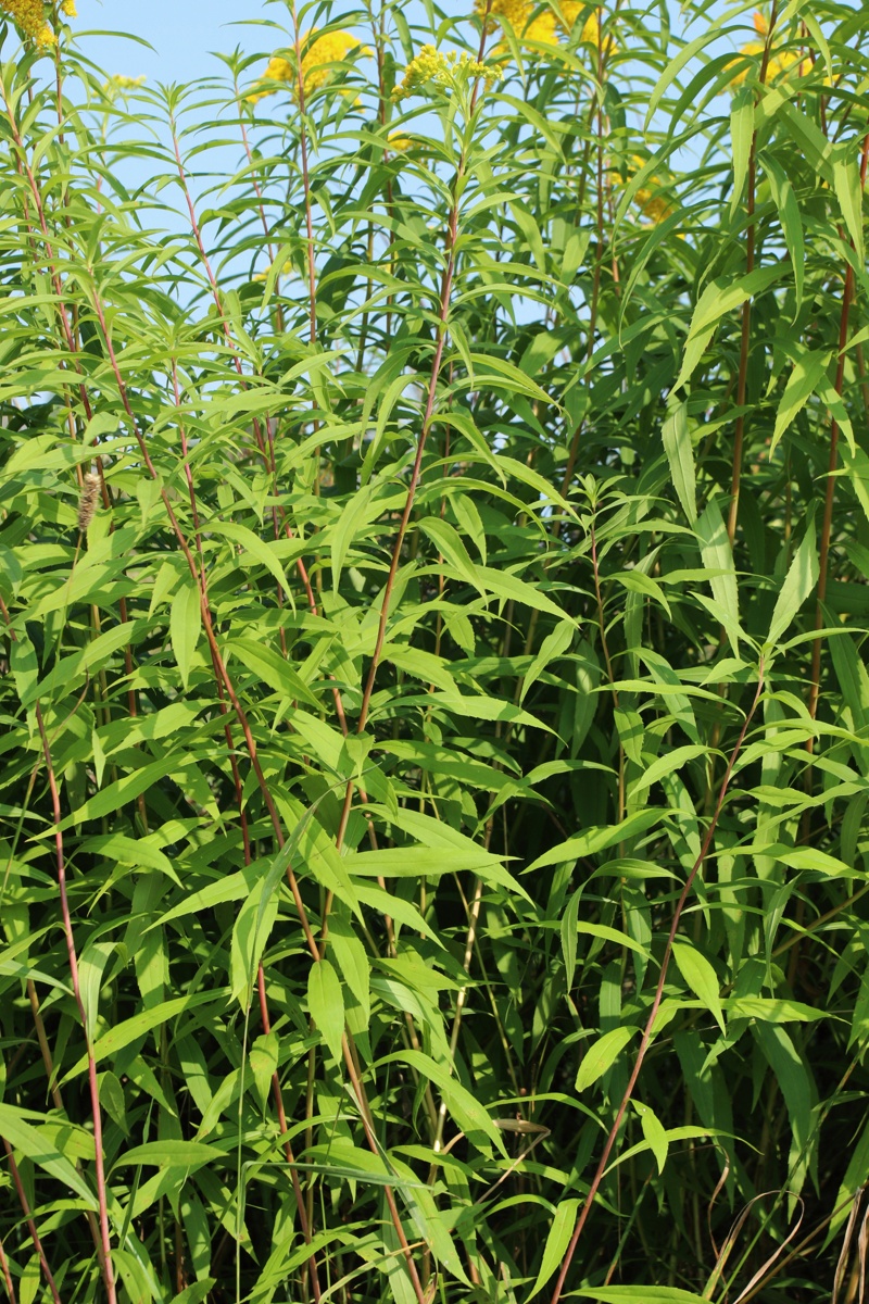 Изображение особи Solidago canadensis.