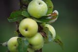 Смотреть изображение Malus domestica