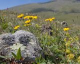 View full-size image Anthemis sosnovskyana