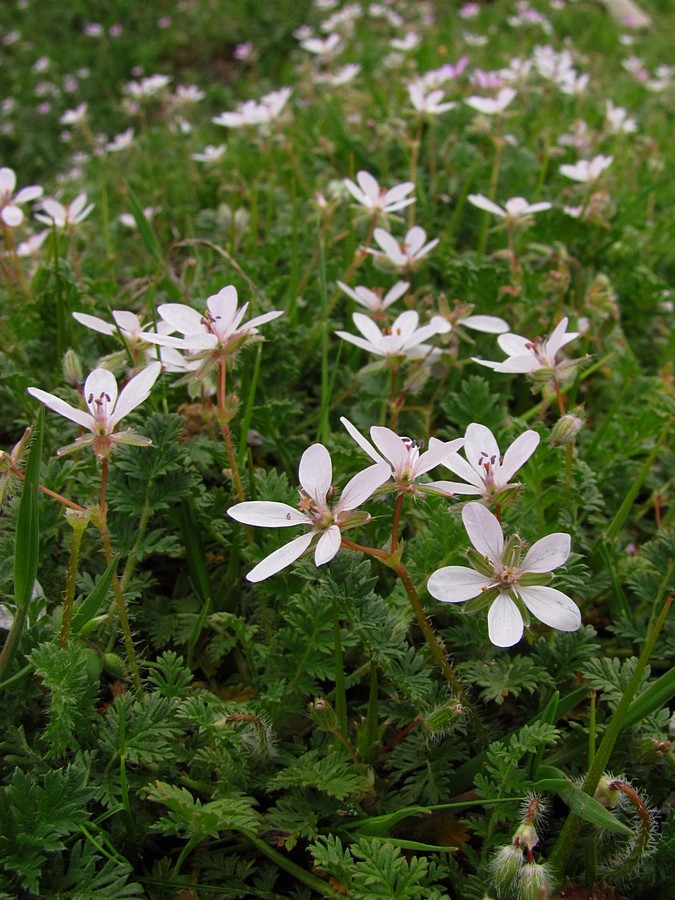 Image of Erodium cicutarium specimen.