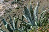 View full-size image Agave americana