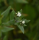 View full-size image Buglossoides arvensis