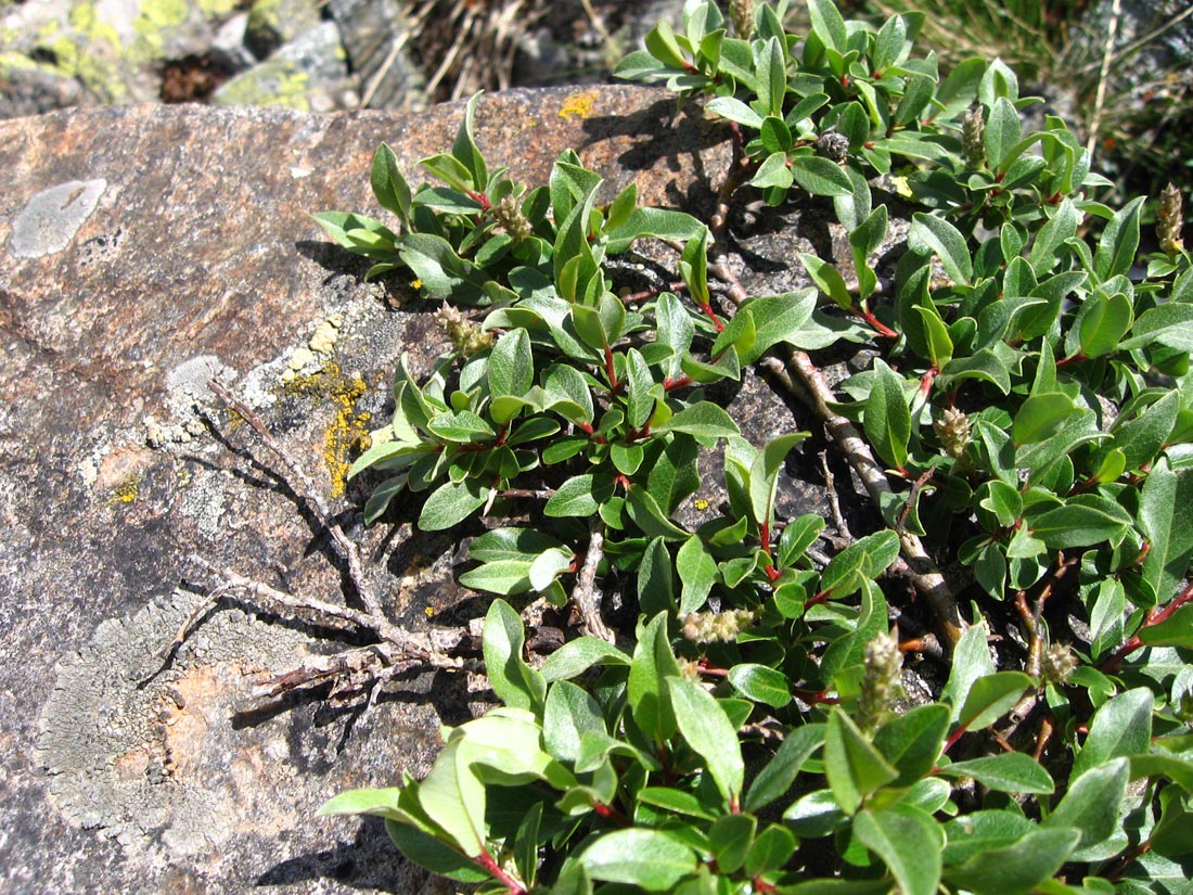 Image of Salix kazbekensis specimen.