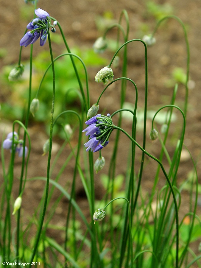 Image of Allium sikkimense specimen.